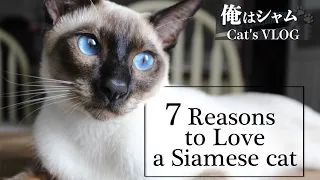 7 Reasons to Love a Siamese Cat｜Life with a cat