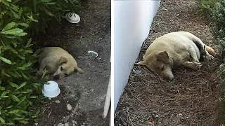 Hund im Dreck gefunden, nachdem die Familie weggezogen ist und ihn zurückgelassen hat!