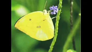 Meaning of Yellow Butterfly🦋💛 | Why we see Yellow Butterfly🦋💛