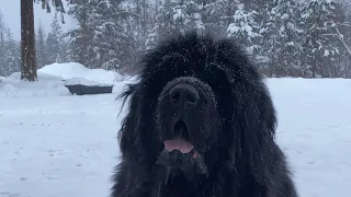 FRANK the Newfoundlander DOG is the BOSS #dogs