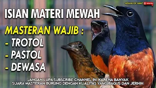 SUARA JERNIH....!!! MASTERAN MEWAH UNTUK MURAI TROTOL - PASTOL - DEWASA