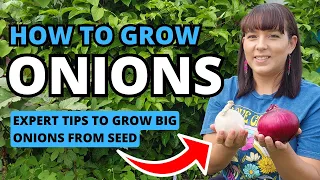 Grow HUGE Onions - How To Grow Onions From Seed & Transplant Into The Garden #garden #onion #plants