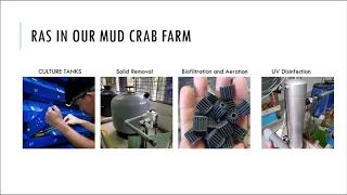 Unit Operations in the Vertical Mud Crab Farming