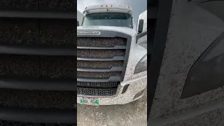 Mosquitoes 🦟 attack on Truck in 🇨🇦 #truck #canada