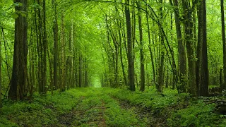 Meditation, walk and relaxation in the spring forest.  Rain, Nature sounds, and birdsong