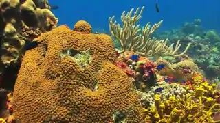 CORAl REEF AQUARIUM/RELAXING MUSIC FOR SLEEP/ AND UNDER WATER SCENES ....