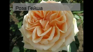 Роза Гейша