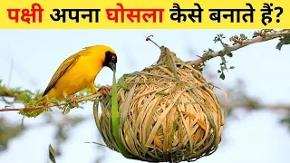 चिड़िया का घोंसला | Chidiya Ka Ghosla | Chidiya Ghosla Kaise Banati Hai | Amazing Birds Nest On Tree