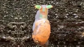 This Snail is POSSESSED! - The Most Weird Snails