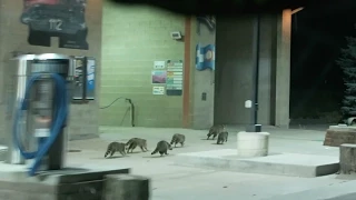 RACCOON WRANGLIN'!!!