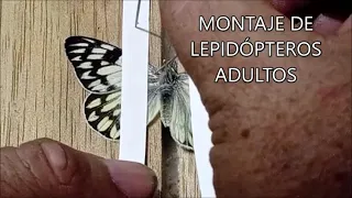 TUTORIAL - Montaje de lepidópteros adultos