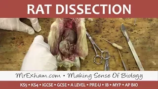 Rat Dissection - GCSE/A Level Biology