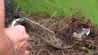 How to keep birds out of your garden without netting - Tips from a Wildlife Biologist