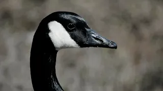 Canadian Goose Close-Up (Branta Canadensis)