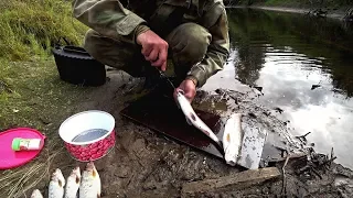 FISHING IN THE TAIGA RIVER. PERSISTENT CATCH IN WARM WEATHER.