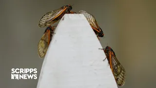 Up to a trillion cicadas expected to emerge across numerous states