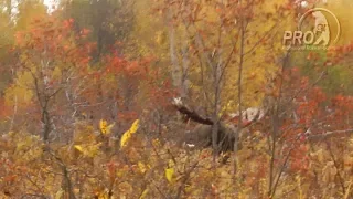 Moose rutting Kamchatka