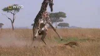 Żyrafa z determinacją broniła swojego dziecka! [Najgroźniejsze zwierzęta Afryki]