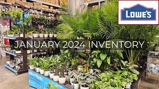 Lowes Inventory January 2024 Houseplant Shopping. Beautiful Easy Care Low Light Houseplants