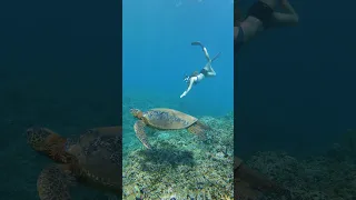 Snorkeling with a Hawaiian green sea turtle #shorts