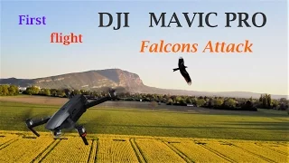 Two falcons attack my drone!