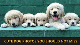 Cute dog photos | Cute puppies images | Dog photos dog pictures | Small dogs playing together | P56