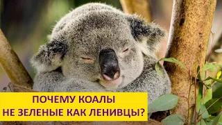 Почему коалы не зеленые? Наталья Носова