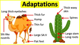 Adaptations 🐫🌵| Behavioural, Physiological & structural adaptations | Learn with examples