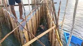 国外渔民用竹子制作一个自动捕鱼装置，每天可以捕捞上百斤渔获