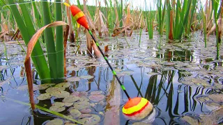 THIS FLOAT SHOULD BE BANNED! DESTROYER OF CARP IN CASE! FLOAT NOD