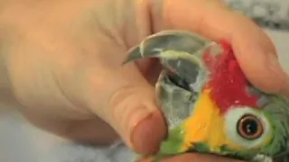 How to Trim Parrot's Beak