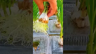 Tips To Grow Garlic Without Soil | Hydroponic Garlic | Grow Garlic in water #shorts #youtubeshorts