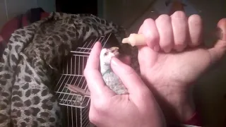 Как кормить больных попугайчиков кашей из шприца