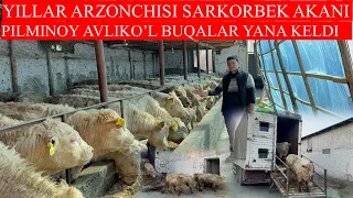 YILLAR ARZONCHISI SARKORBEK AKAGA YANA YANGI PILMINOY AVLIKO’L BUQALAR KELDI YANADA ARZON NARXLARDA