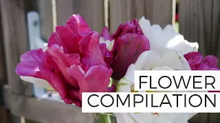 Flower Arrangement Compilation: 2015-2019 The Good, Bad, and UGLY!