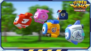 [SUPERWINGS5 HL] Super Wings Day and more | Superwings Superpets | Highlight S5 EP1~3