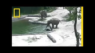 Watch: Elephants Rescue Their Baby From a Pool | National Geographic