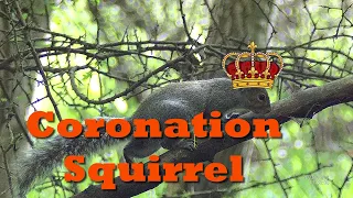 ROYAL SQUIRREL BANQUET .