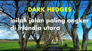 Dark Hedges, Inilah Jalan Paling Angker di Irlandia Utara