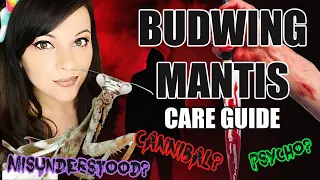 CRAZY MANTIS?-BUDWING MANTIS CARE GUIDE