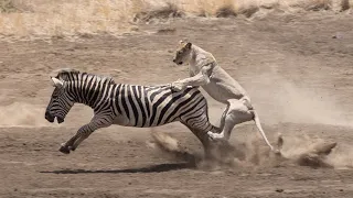 What a surprise - the zebra was quickly defeated by the lion