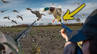 NONSTOP DUCKS AND GEESE!! (SNIPED A MALLARD BAND)