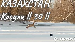 2023 12 РК !! Косули !! 30 !! Павлодарская область !!