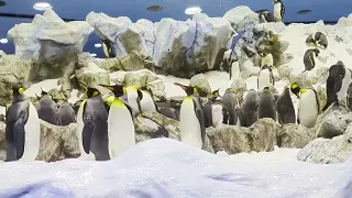 Planet Penguin at Loro Park (Loro Parque), Tenerife