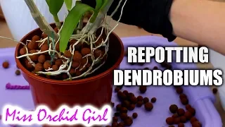 Repotting outdoor Dendrobium Orchids + Cutting old canes