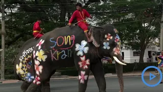 Elephants spray water on revellers in Songkran celebrations in Thailand