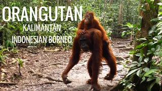 The Orangutan of Tanjung Puting, Kalimantan Indonesia