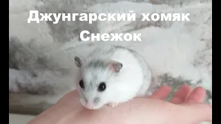 У НАС НОВЫЙ ПИТОМЕЦ Джунгарский хомяк Снежок We have a new pet Dzungarian hamster Snowball