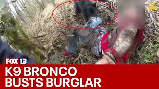 Bodycam video shows K9 capture burglary suspect buried in the mud