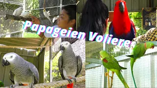 Thailand. Papageien und Nymphensittiche Voliere. Küken wachsen prächtig.